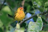 Yellow Warbler